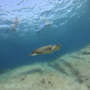 Saving the Sea Turtles of Cyprus