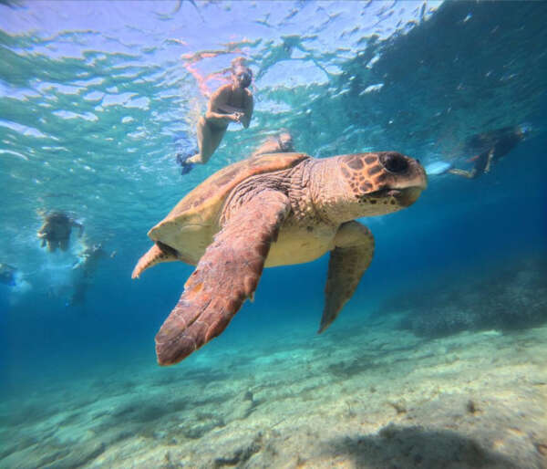 Half Day Turtle Watching